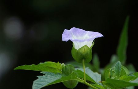 两根黑机巴一前一后小说