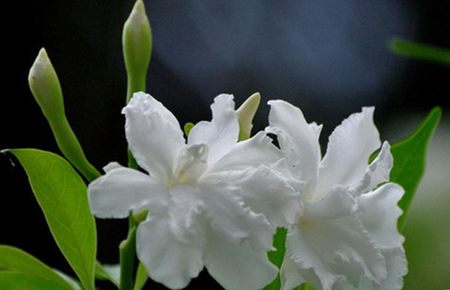 原神甘雨脚控足底幅利图