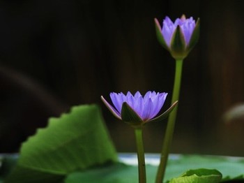 女神在我脸上拉大便